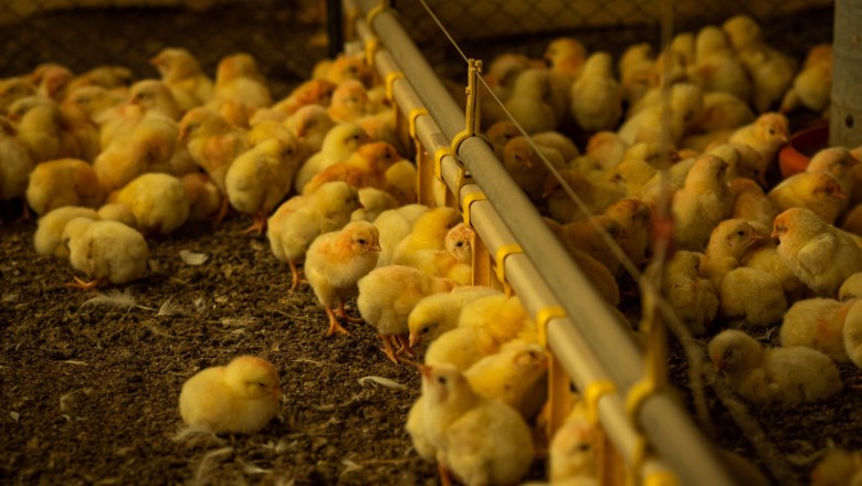 Outono e inverno acendem alerta para gripe aviária em Goiás; Agrodefesa orienta medidas imediatas