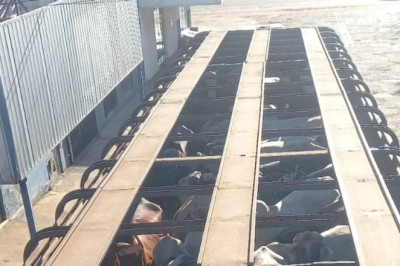 Golpe do falso intermediário: polícia recupera rebanho de R$ 270 mil em Goiás e alerta produtores