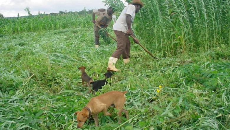 Semana do CAF em Goiás mobiliza produtores: “RG do produtor rural” garante acesso a mais de 20 políticas públicas