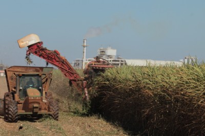 Goiás assume 2º lugar na cana e bate recorde: 80,1 mi t; entenda o salto