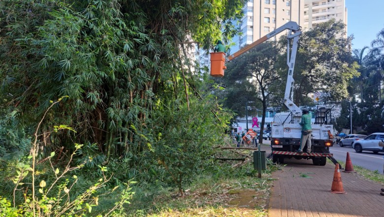 Prazo de 60 dias e autuação: como Goiânia gerencia a poda e substituição de árvores