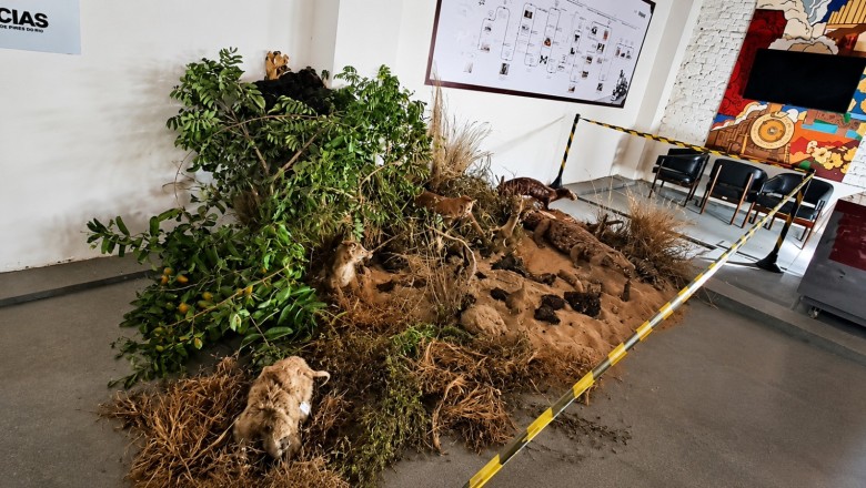 Mostra em Pires do Rio transforma PET em vassouras e reúne fauna do Cerrado; entrada gratuita até 12/06