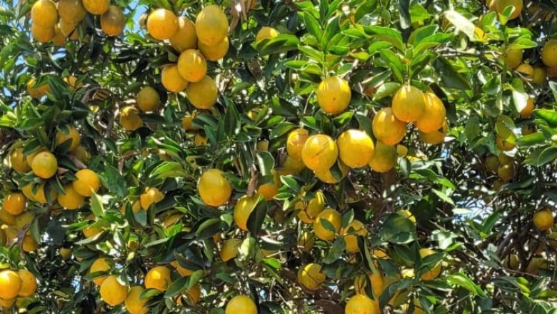 Greening confirmado em Heitoraí e Cidade Ocidental; Agrodefesa erradica plantas e reforça controle