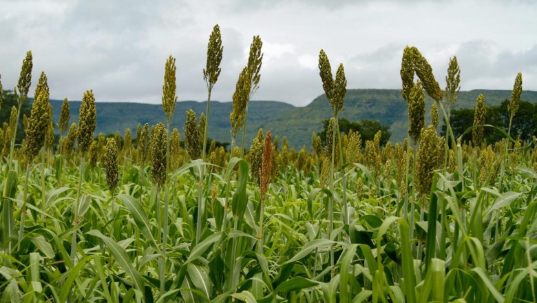 Goiás amplia vantagem e lidera o sorgo pelo 8º ano; produção salta 40% e mira etanol