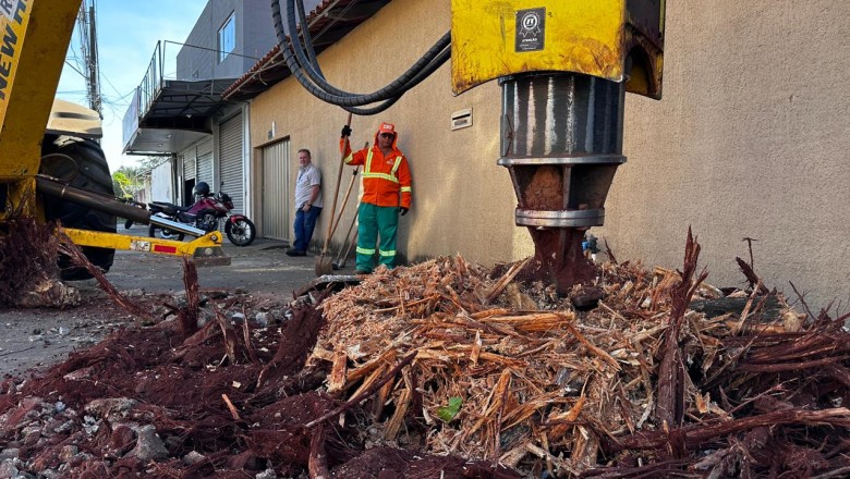 Raízes destruindo sua calçada? Veja como solicitar remoção gratuita em Goiânia