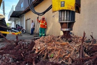 Raízes destruindo sua calçada? Veja como solicitar remoção gratuita em Goiânia