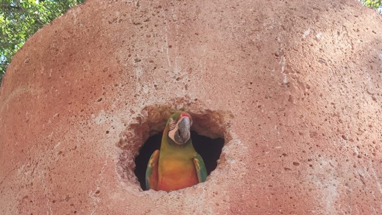 Frio de manhã, calor à tarde: as estratégias do Zoológico de Goiânia para proteger os animais