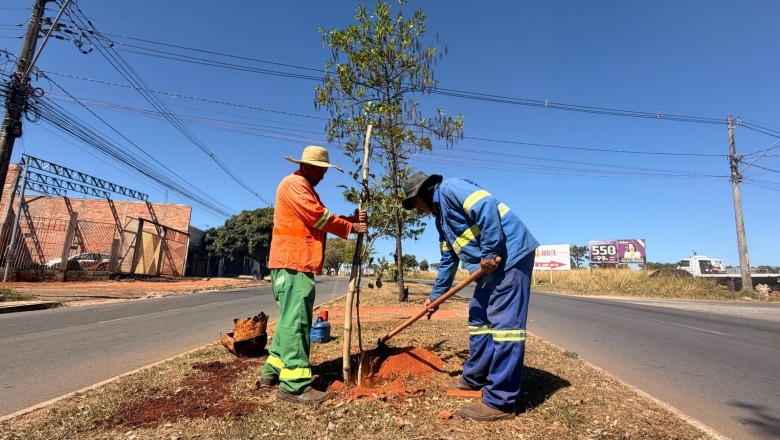 Em 3 dias, Comurg planta 156 árvores em Goiânia; veja bairros e espécies