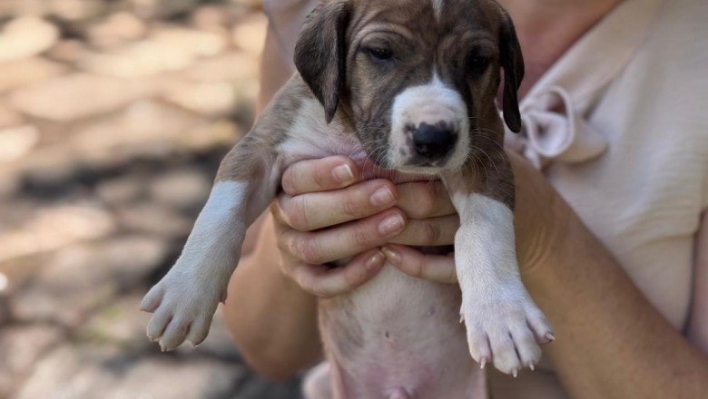 Goiânia libera 1,5 mil vagas para castração gratuita de cães e gatos; veja como participar