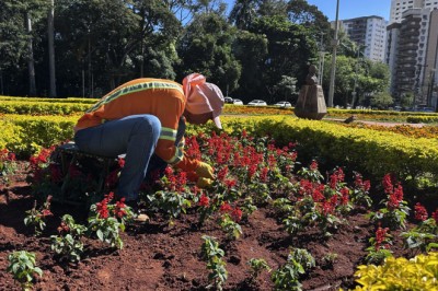 Até 10 mil m² por dia: Comurg reforça mutirão manual para proteger canteiros floridos de Goiânia