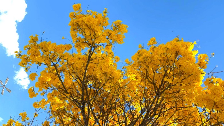 Goiânia se cobre de cores: 50 mil ipês florescem e clima embaralha sequência usual
