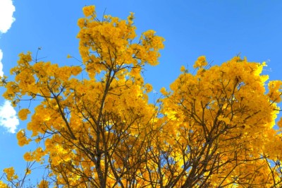 Goiânia se cobre de cores: 50 mil ipês florescem e clima embaralha sequência usual