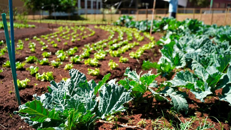 Recicláveis viram comida: programa piloto em Goiânia acontece neste sábado (29/8)