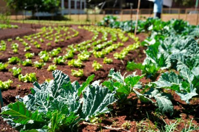 Recicláveis viram comida: programa piloto em Goiânia acontece neste sábado (29/8)