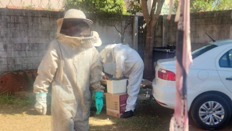Enxames de abelhas disparam em Goiânia; prefeitura reforça serviço e pede que população não mexa