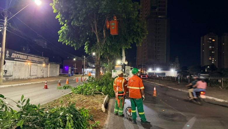 Período chuvoso faz Goiânia intensificar poda de jamelões para evitar asfalto escorregadio; veja onde