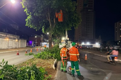 Período chuvoso faz Goiânia intensificar poda de jamelões para evitar asfalto escorregadio; veja onde