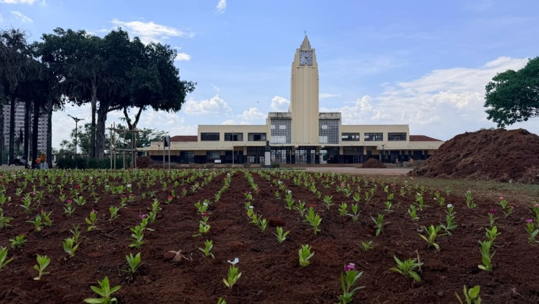Goiânia planta mais de 123 mil flores em 60 dias e amplia projeto para novos pontos da cidade