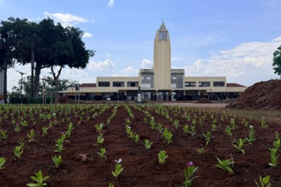Goiânia planta mais de 123 mil flores em 60 dias e amplia projeto para novos pontos da cidade