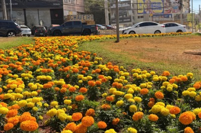 Goiânia ganha 123 mil mudas de flores em dois meses e projeta 300 canteiros até 2027