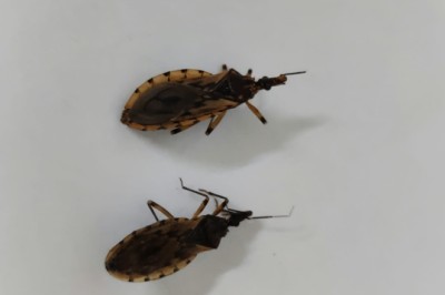 Goiânia identifica barbeiro infectado e registra aumento de ocorrências; veja como se proteger