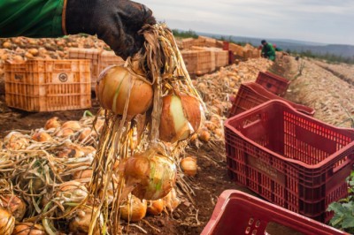 Goiás colhe quase 65 mil toneladas a mais de cebola mesmo com área menor
