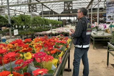 Flores para o Dia de Finados têm diferença de até 605% nos preços em Goiás