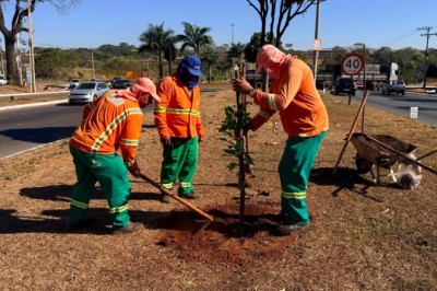 Goiânia planta mais de mil árvores em 27 dias e prepara nova etapa com 551 mudas
